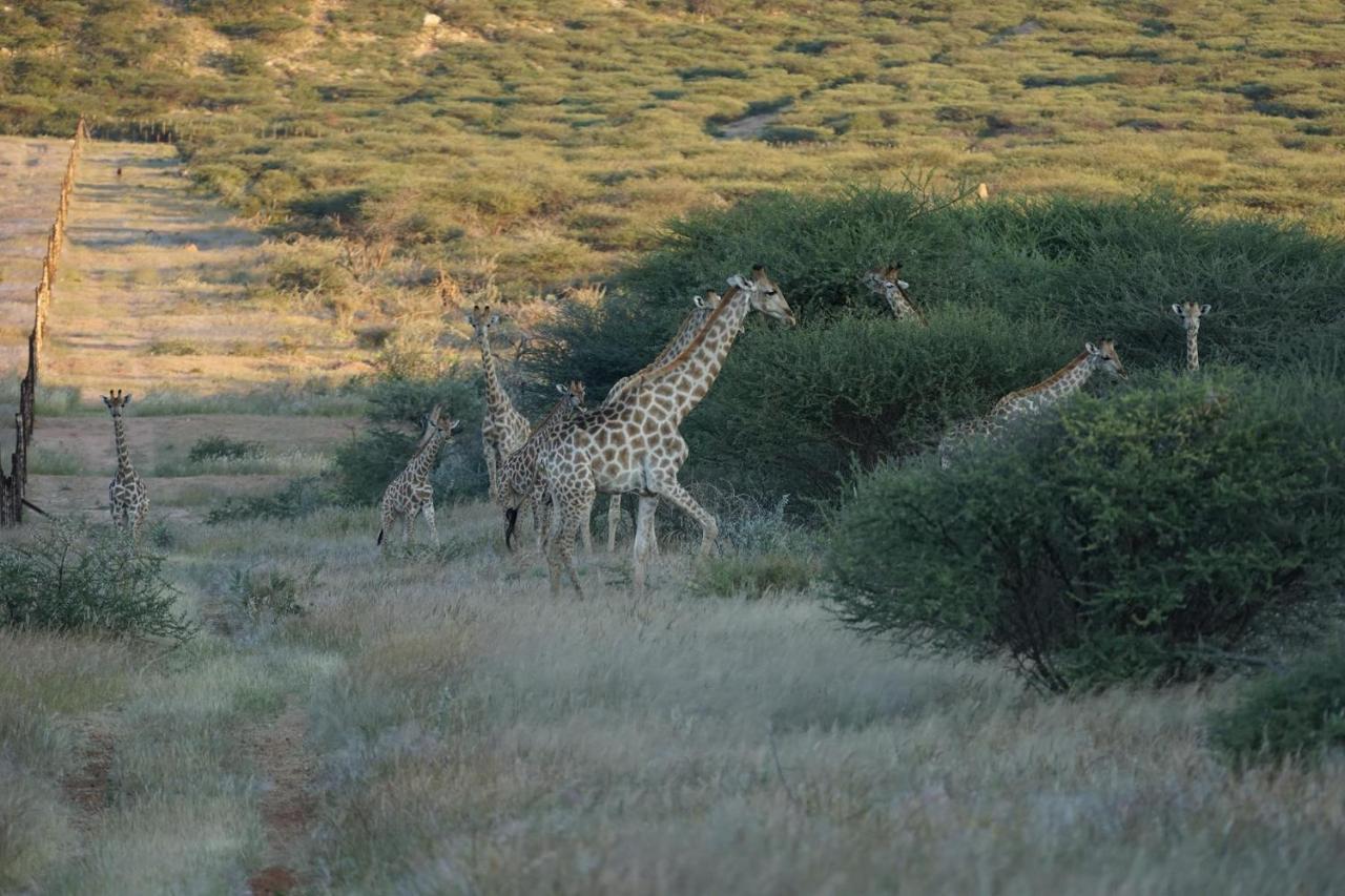 Roidina Safari Lodge Omaruru Dış mekan fotoğraf